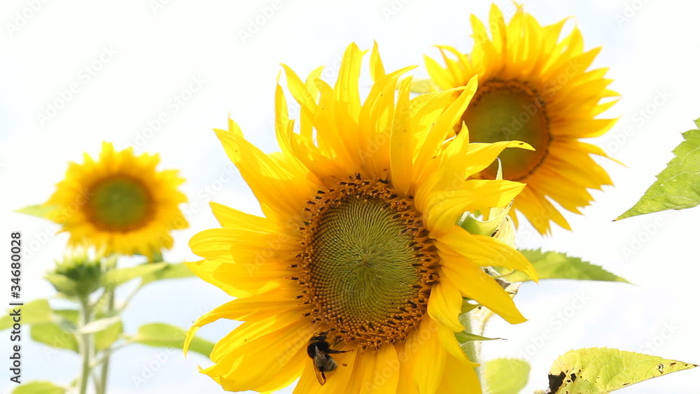 sunflowers sunflowers