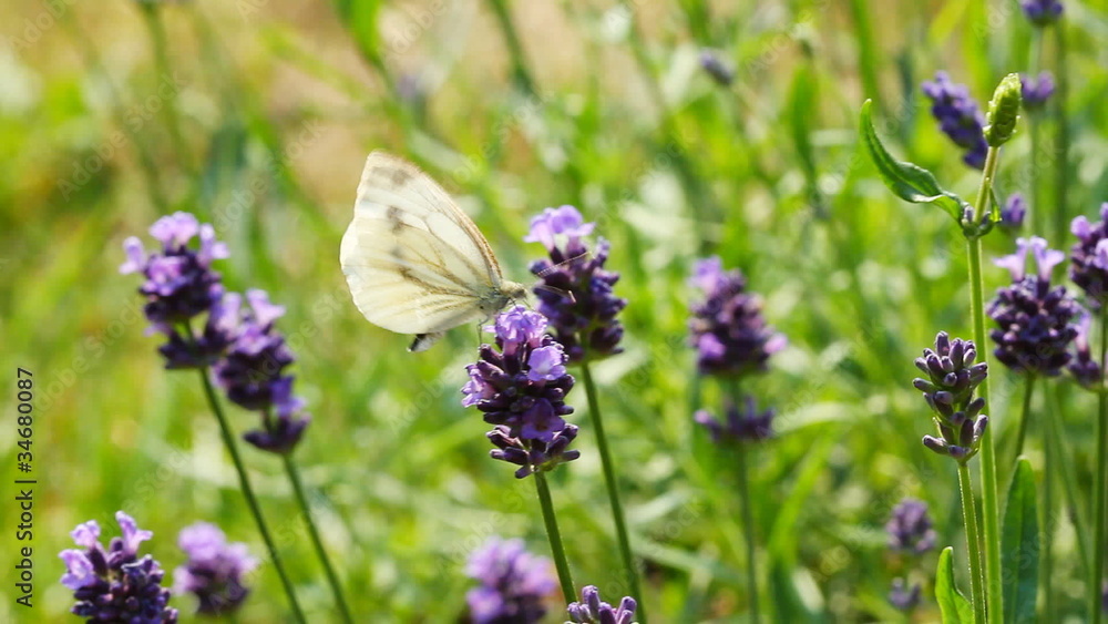 lavender flowers lavender flowers