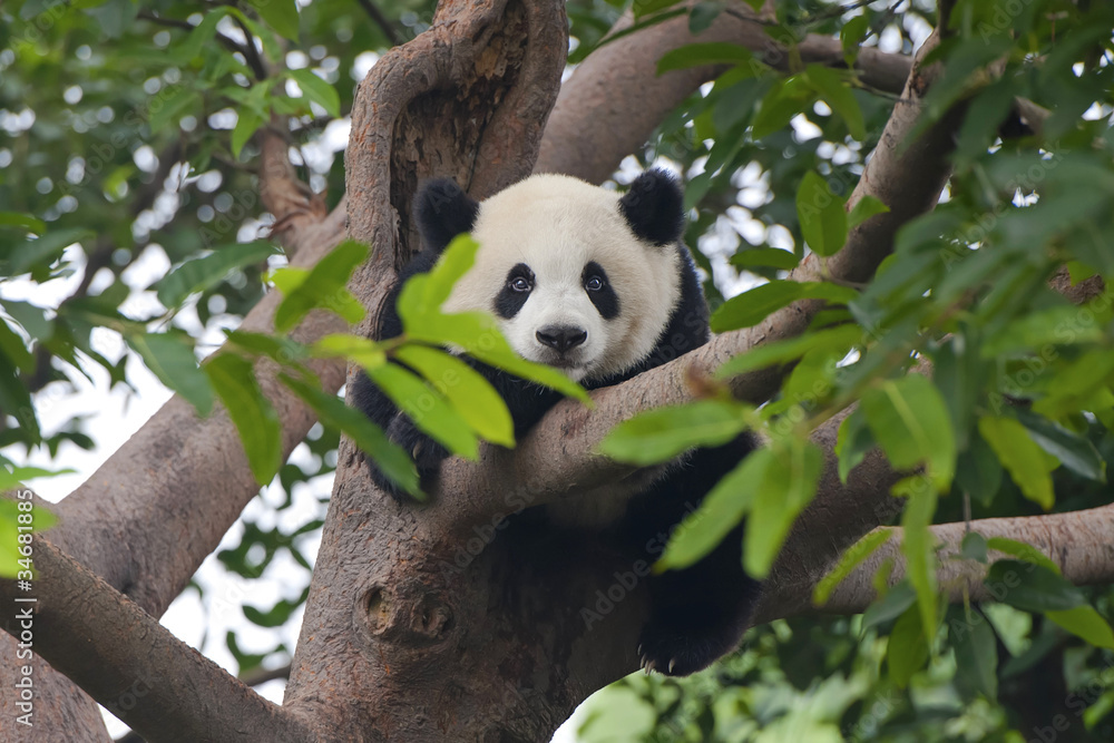 Fototapeta premium Giant panda bear in tree (looking at camera)