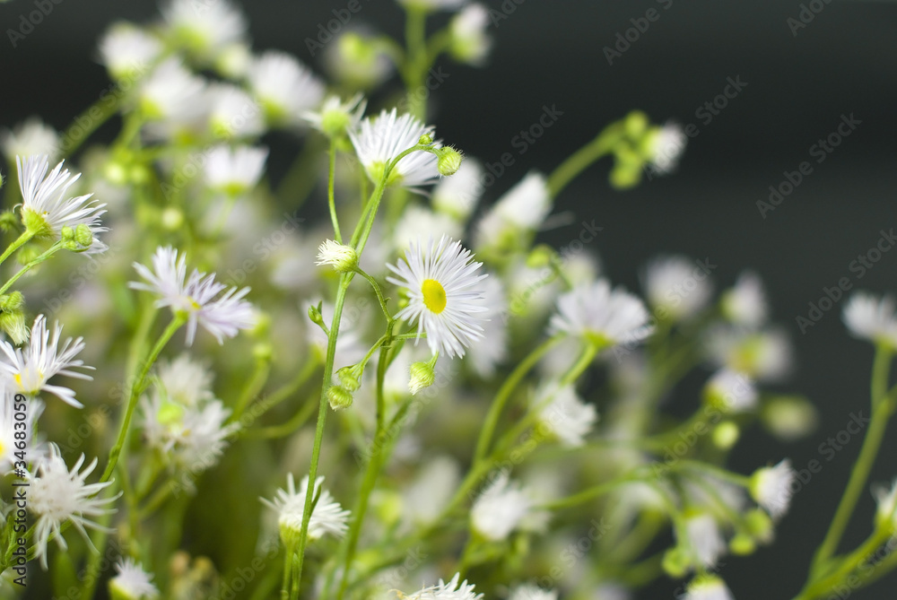 Bouquet of wild flowers on a black background Bouquet of wild flowers on a black background
