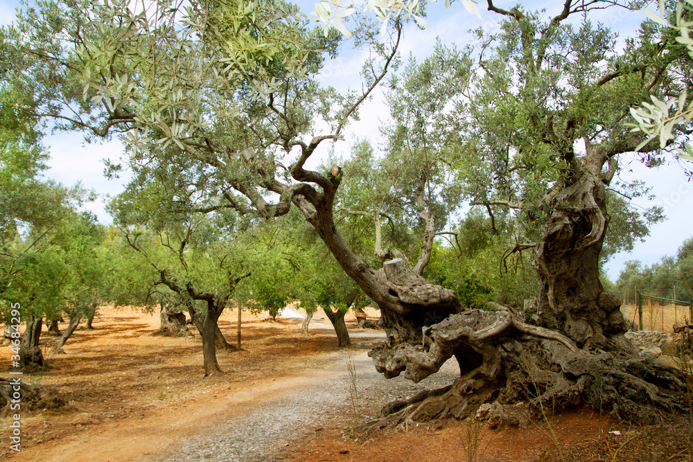 Fototapeta premium centennial olive trees from Mediterranean Mallorca