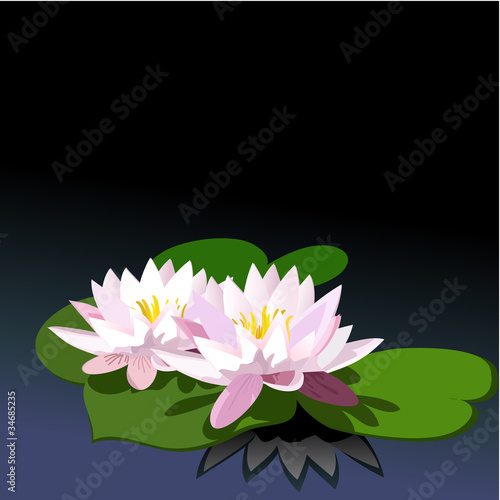 lily on black water
