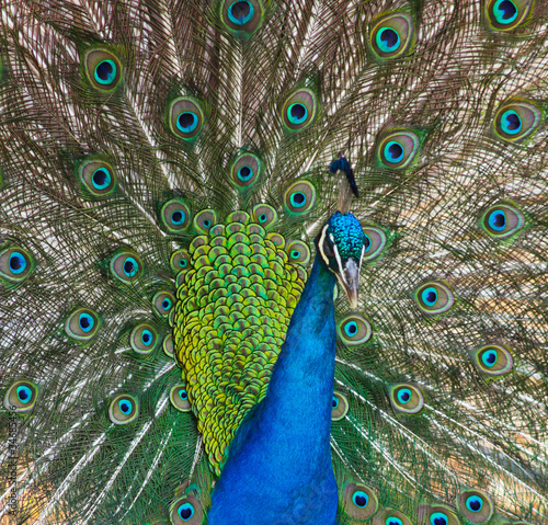 Peacock