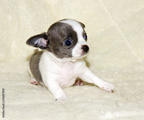 Fototapeta Naklejka Na Ścianę i Meble -  chihuahua puppy