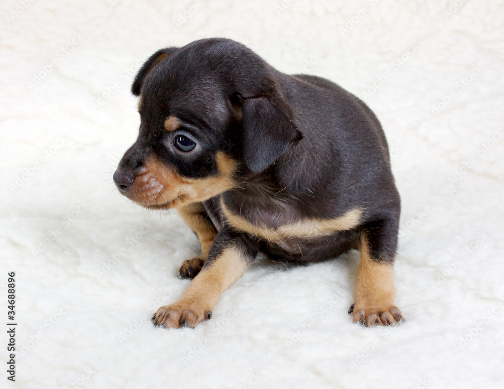chihuahua puppy in studio chihuahua puppy in studio