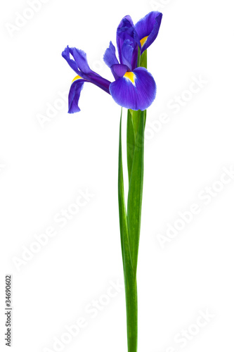 Fototapeta Naklejka Na Ścianę i Meble -  purple iris