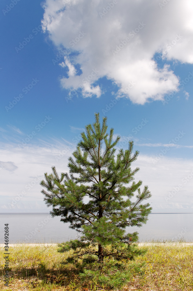 Pine on the beach.