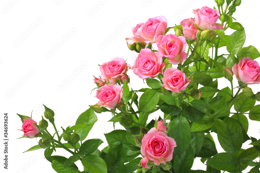 Naklejka premium Bush with pink roses and green leafes