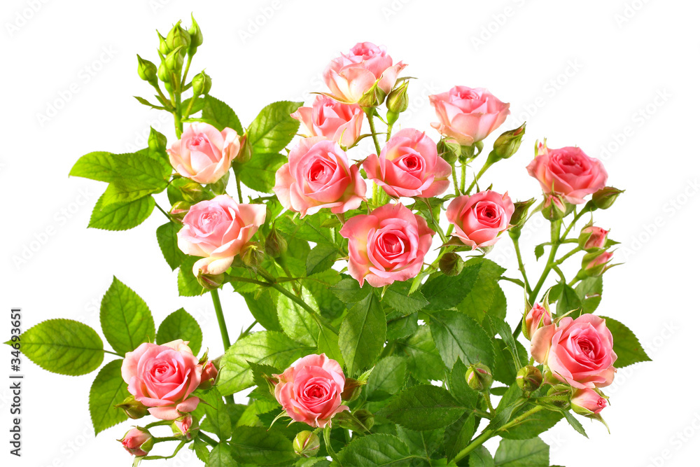 Obraz Bush with pink roses and green leafes fototapeta, plakat