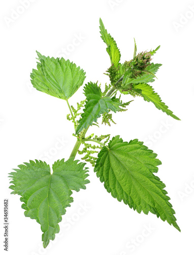 Photos One branch of green nettle