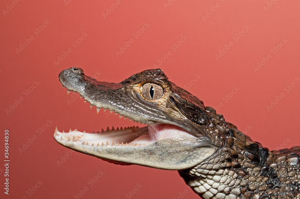 Obraz premium Laughing Cayman profile