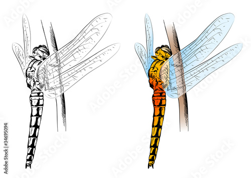 dragonfly