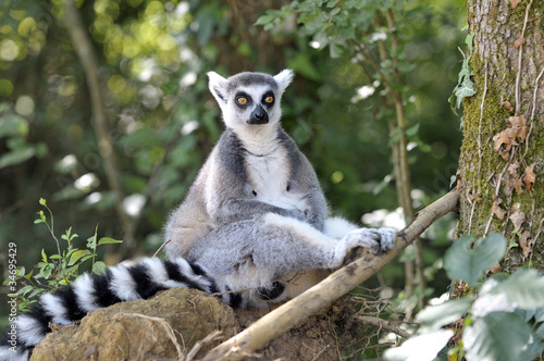 Fotografie Maki catta Lémurien