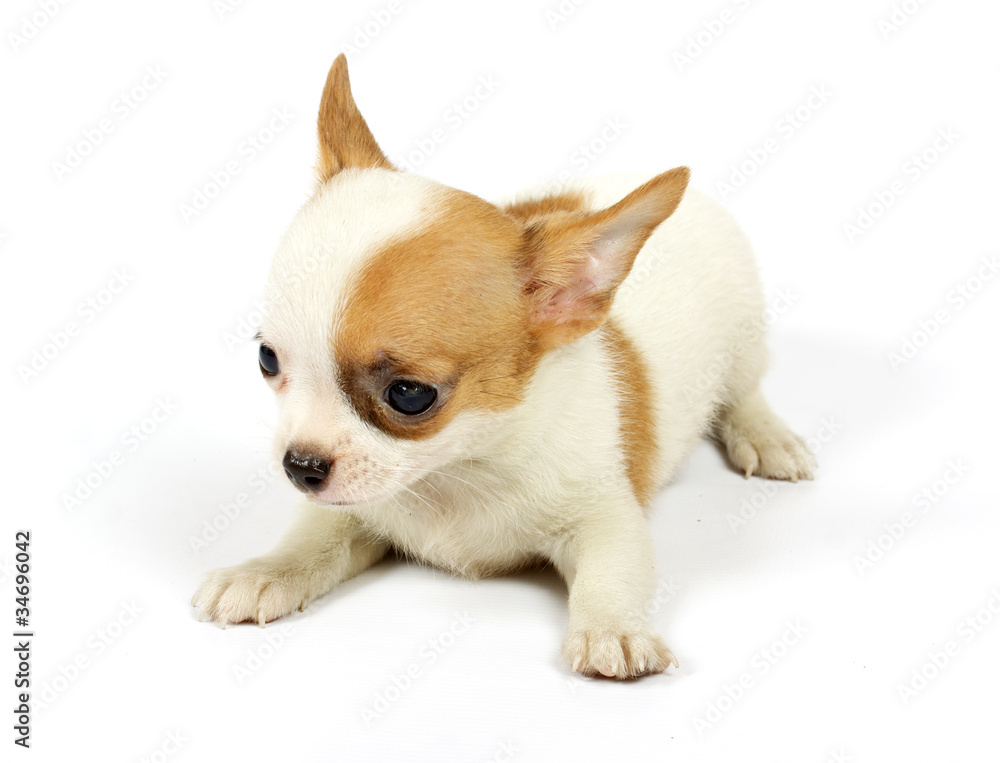 small chihuahua puppy