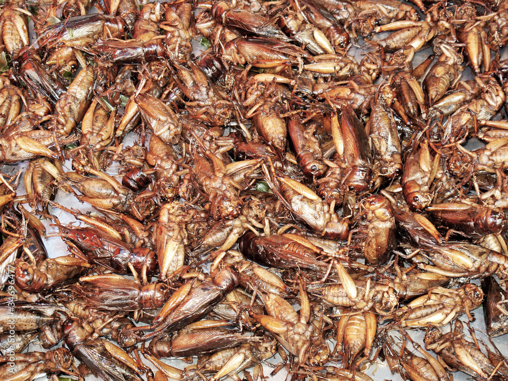 fried crickets at food market in thailand