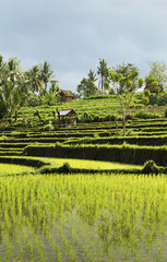 Ingelijste posters Indonesië Rijstvelden landschap op Bali  © TravelPhotography