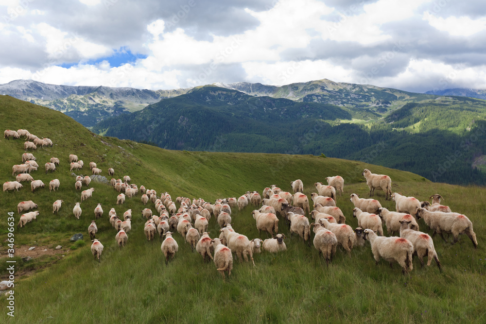 Fototapeta premium flock of sheep