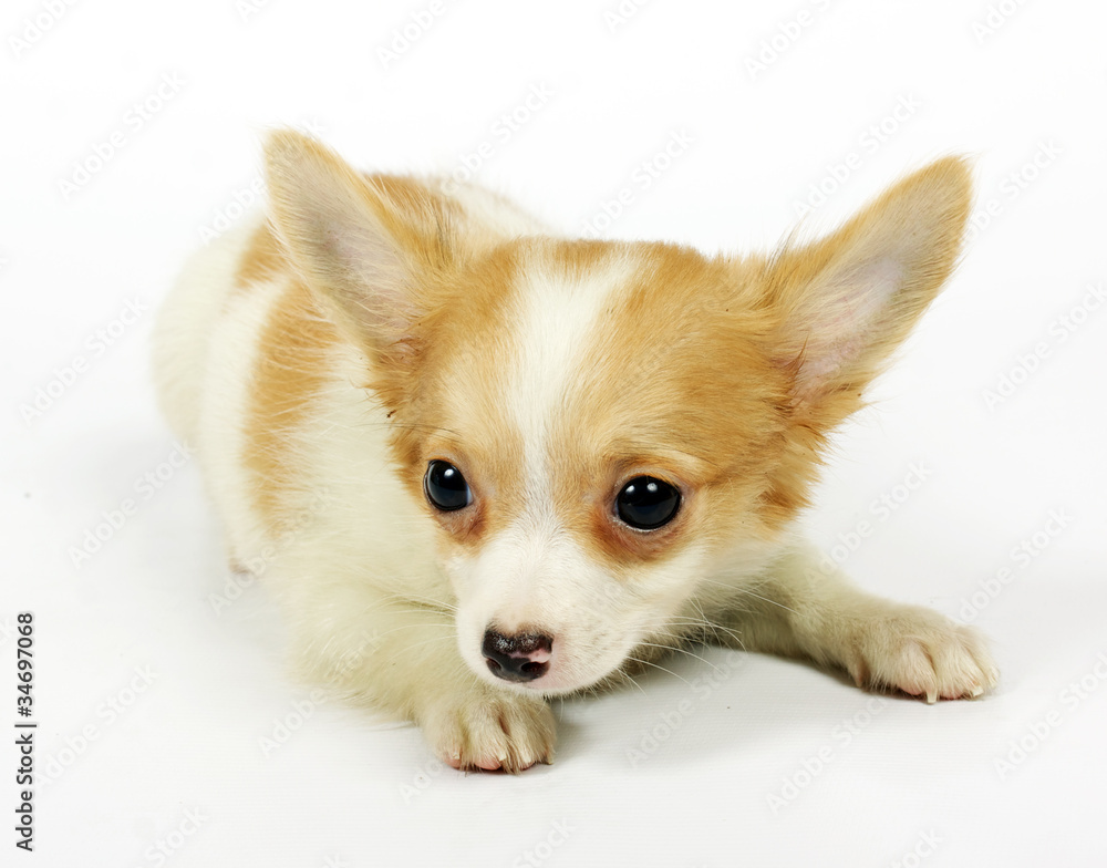 small chihuahua puppy