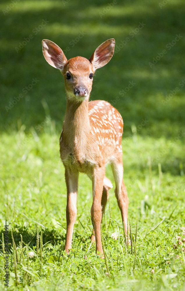 Fototapeta premium Young deer fawn