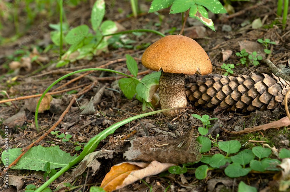 Orange-cap boletus in the summer forest Orange-cap boletus in the summer forest