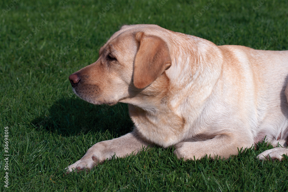 Labrador mother in the period of puppies feeding