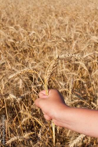 hand with three spikelets of wheat