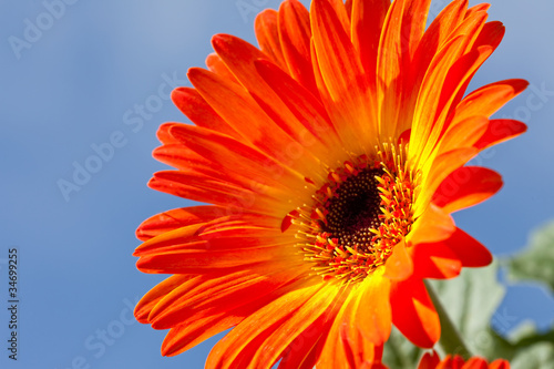 Close Up of Vibrant Orange Gerber Daisy Against Blue Sky