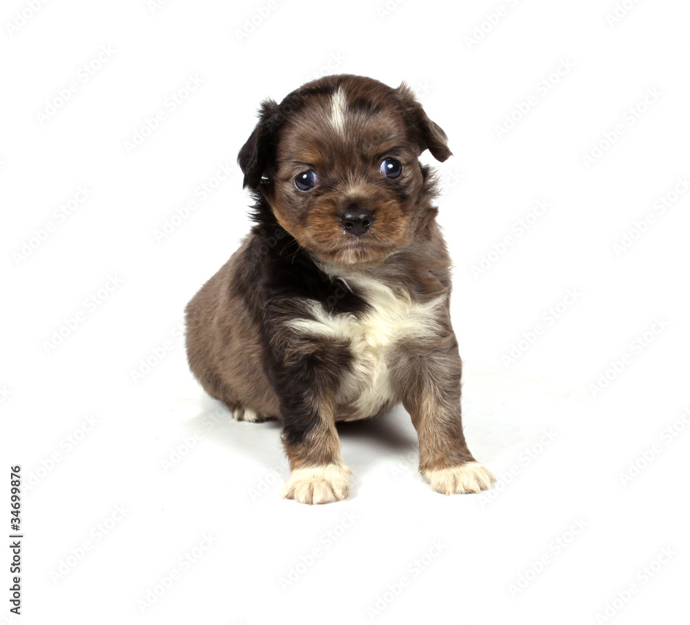 chihuahua puppy in studio chihuahua puppy in studio