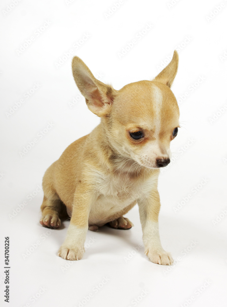 small chihuahua puppy