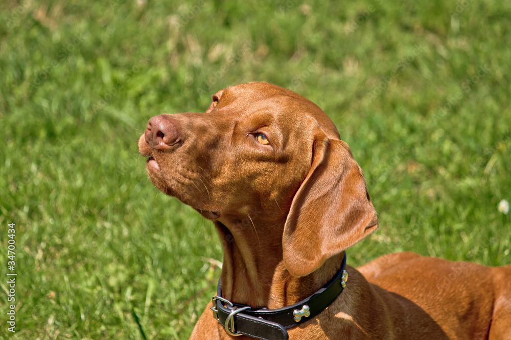 Hungarian vizsla, hungarian pointer posing III Hungarian vizsla, hungarian pointer posing III