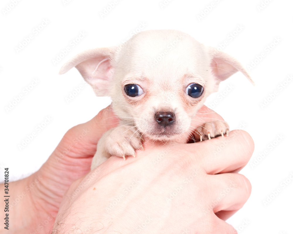 chihuhua puppy on the white background chihuhua puppy on the white background