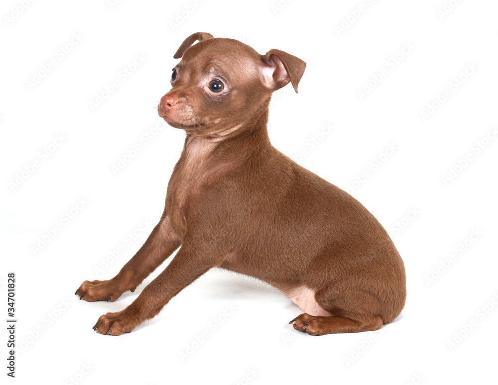 chihuhua puppy on the white background chihuhua puppy on the white background