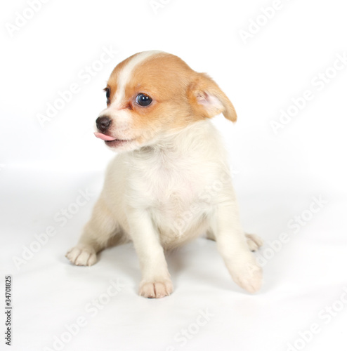 chihuhua puppy on the white background © Andrei Starostin