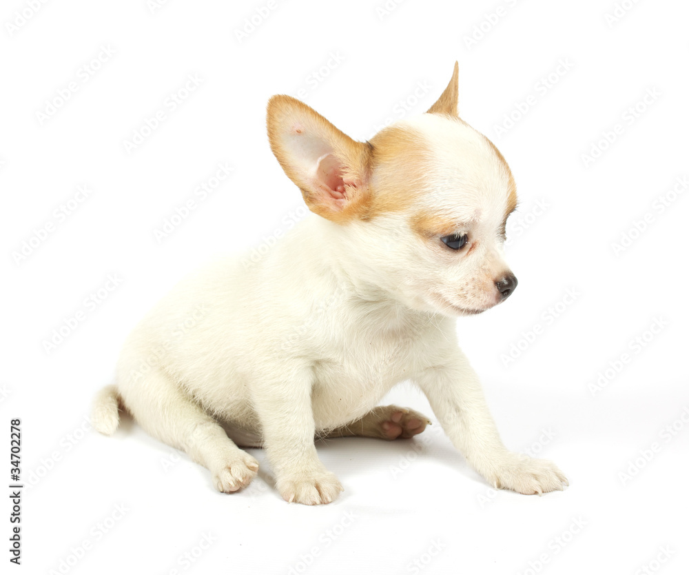 small chihuahua puppy small chihuahua puppy