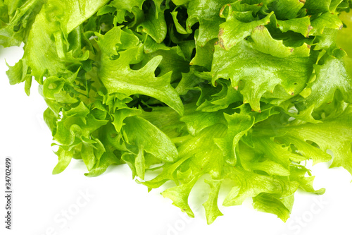 leaf fresh salad isolated photo