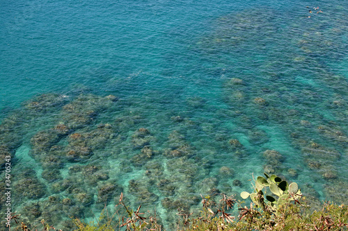 Fototapeta Naklejka Na Ścianę i Meble -  Maui Coral