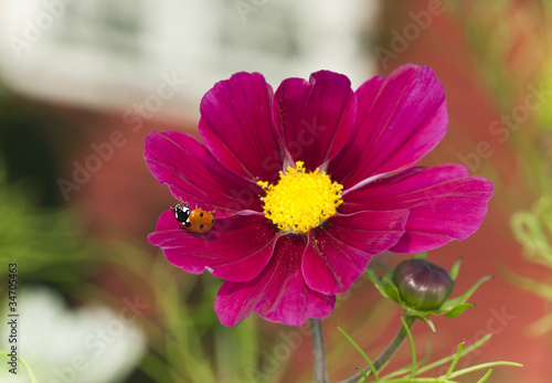 ladybird resting on Garden cosmos (Cosmos bipinnatus) photo