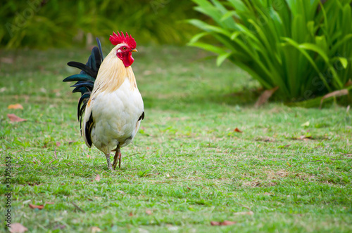 chicken in the farm .