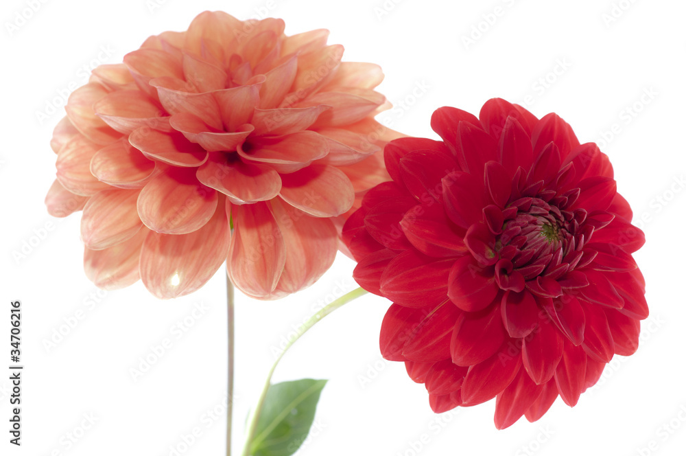 Dahlia Dahlia