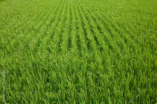 farm[paddy_field]_05