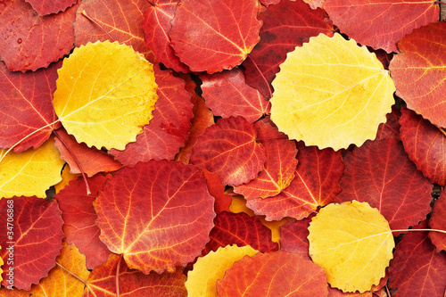 colorful autumn leaves background