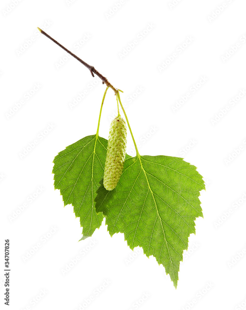 Fototapeta premium green leaves of birch tree