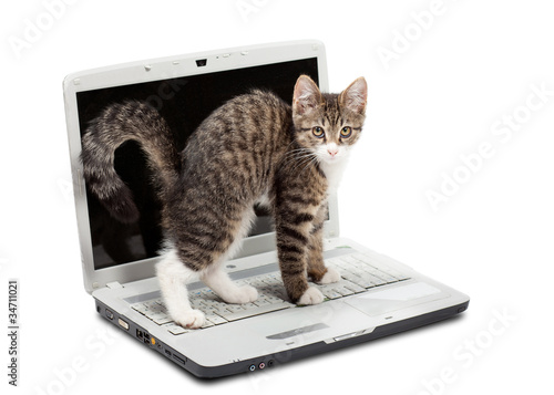 Kitten and the laptop © Okssi