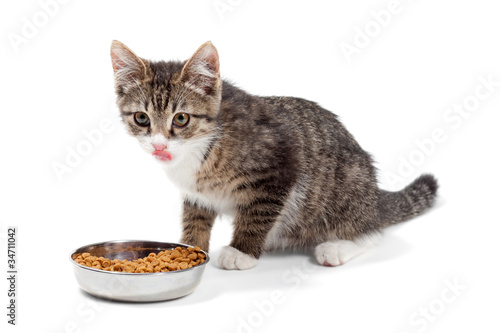 Kitten eats a dry feed