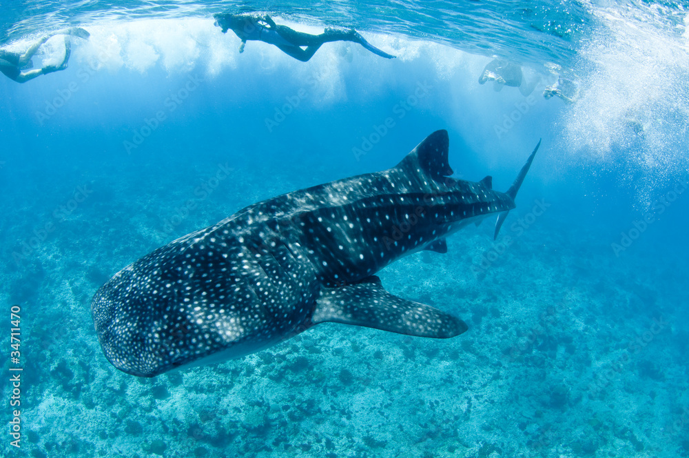 Naklejka premium Whale shark