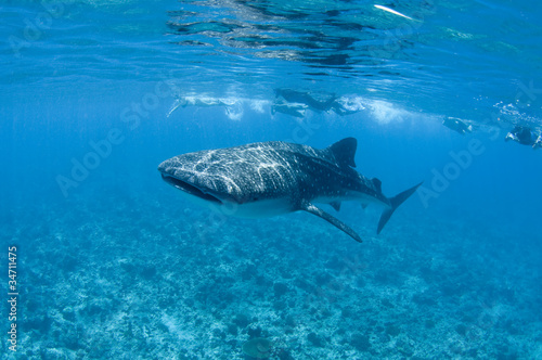 moldives whale shark snorkeling tour