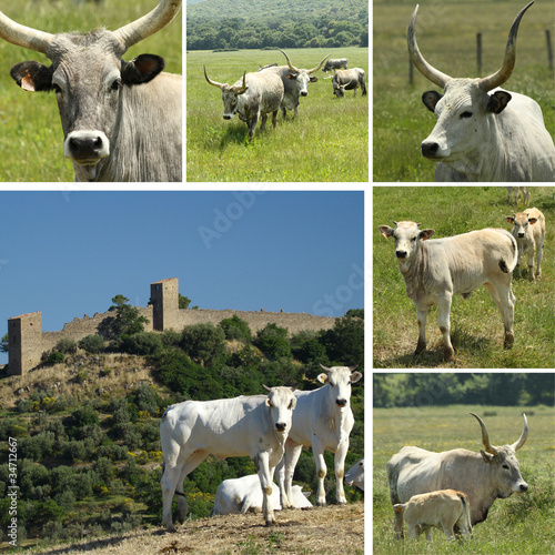 collage with cows from Tuscany