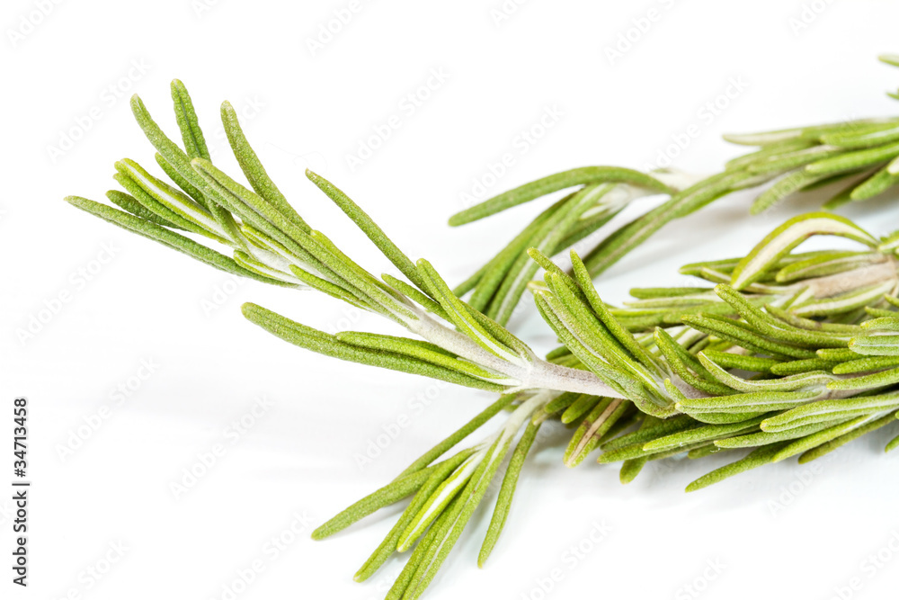 Fototapeta premium rosemary herb isolated on white
