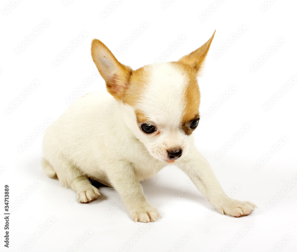 small chihuahua puppy small chihuahua puppy