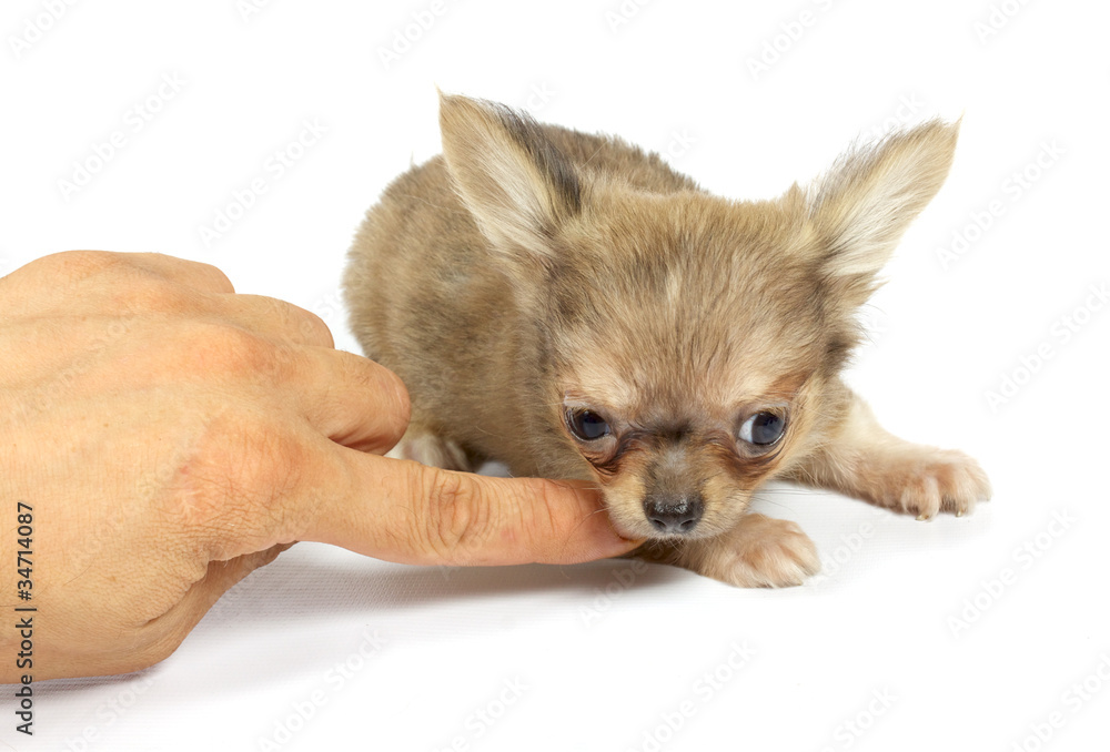 Obraz premium small chihuahua puppy